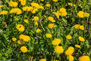 Sarı karahindibalı yeşil alan. Yerdeki sarı bahar çiçeklerine yakın çekim.