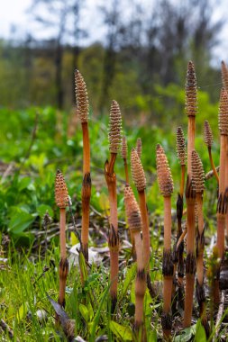 Equisetum arvense, Equisetaceae familyasından uzun ömürlü bir bitki türü. At kuyruğu bitkisi Equisetum Arvense.