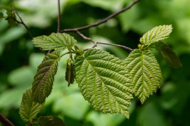 Taze yeşil Hazel yaprakları baharda ağacın dalına yakın ve bulanık arka planda şeffaf yapılar var. Doğal arkaplan.