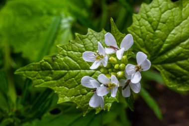 Sarımsak hardal çiçekleri Alliaria petiolata yakından. Alliaria petiolata, hardalgiller (Brassicaceae) familyasından bir bitki türü..