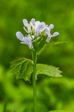 Sarımsak hardal çiçekleri Alliaria petiolata yakından. Alliaria petiolata, hardalgiller (Brassicaceae) familyasından bir bitki türü..