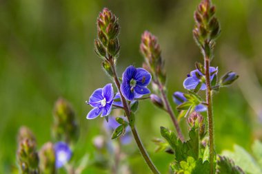 Alman hız kuyusunun parlak mavi çiçeklerine yaklaşan Veronica Chamaedrys ilkbaharda çayırda, güneşli günde, doğal ortamda yetişiyor..
