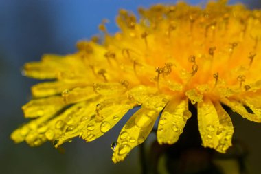 Karahindiba Taraxacum yakın çekim. Sarı çuha çiçeği. Parlak bahar arkaplanı. Sığ alan derinliği, makro.