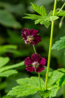 Bahçede koyu mor esmer çiçekler, yeşil bokeh arkaplanlı seçici odak - Geranium pereum.