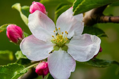 Çiçek tomurcukları, çiçekler ve yeşil taze yapraklar çiçek açan bir elma ağacının dalında. Pembe tomurcuklara yakın çekim ve baharda bulanık bir arkaplanda bir elma ağacının çiçekleri. Seçici odak.
