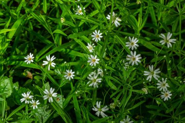 Stellaria sanal çayı. Tavuk otunun narin orman çiçekleri, Stellaria holostea ya da Echte Sternmiere. Çiçek arkaplanı. Doğal yeşil arka planda beyaz çiçekler. Bahar ormanında çiçekler.