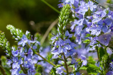 Germander Speedwell 'in parlak mavi çiçeklerine yakın çekim, Veronica ilkbaharda çimenlikte, güneşli günde, doğal ortamda büyüyen prostrata.