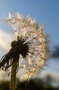 Güneşli bahar günlerinde çayırlardaki karahindiba çiçeklerinden oluşan narin yumuşacık bir çiçek..
