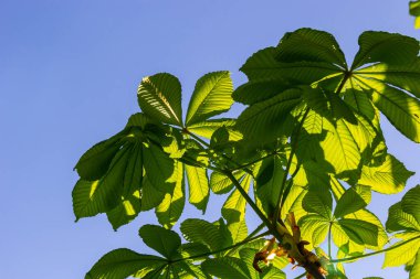 Yeşil Kestane Yaprakları güzel bir ışık tutuyor. Bahar mevsimi, bahar renkleri. Aesculus hipocastanum, at kestanesi..
