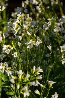 Cardamine Amara, büyük acı tereyağı olarak bilinir. Bahar ormanı. Çiçek açan bir bitkinin çiçek arkaplanı.