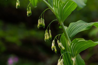 Polygonatum multiflorum, Süleyman 'ın mührü, Davut' un arpı, Cennete merdiven dayaması veya Avrasya Süleyman 'ın mührü, Asparagaceae familyasından bir bitki türü..