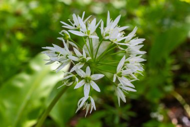 Ramson 'ın güzel beyaz çiçekleri. Ev yapımı bahçede yabani sarımsaklı Allium ursinum bitkisi. Yakın plan. Organik tarım, sağlıklı yiyecekler, BIO videoları, doğa konseptine dönüş..