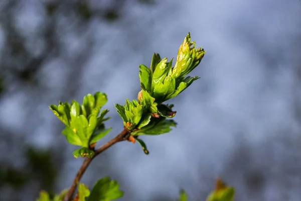 stock image Common hawthorn or oneseed hawthorn Crataegus Monogyna springtime fresh green foliage .