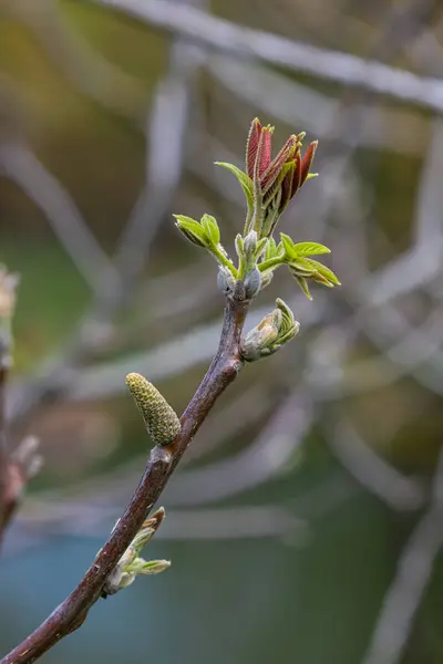 Walnut twig in spring, Walnut tree leaves and catkins close up. Walnut tree blooms, young leaves of the tree in the spring season, nature outdoors.