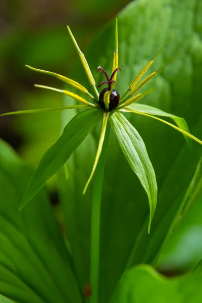 Paris quadrifolia. Flower close-up of the poisonous plant, herb-paris or the knot of true lovers. Blooming grass Paris. Crow\'s eye or raven eye, poisonous berry in the forest.