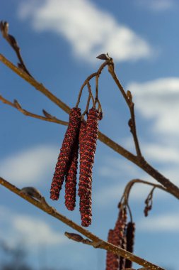 Siyah alnus glutinosa 'nın erkek catkins ve dişi kırmızı çiçekli küçük bir dalı. İlkbaharda çiçek açan kızılağaç. Güzel doğal arka plan. Temiz küpeler ve bulanık arka plan..