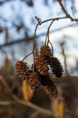 Siyah alnus glutinosa 'nın erkek catkins ve dişi kırmızı çiçekli küçük bir dalı. İlkbaharda çiçek açan kızılağaç. Güzel doğal arka plan. Temiz küpeler ve bulanık arka plan..