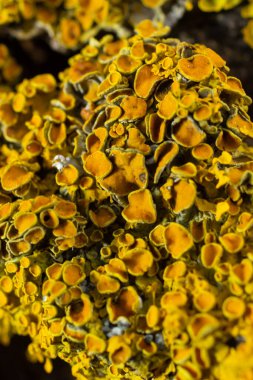 Xanthoria parietina yaygın turuncu liken, sarı pullu, deniz patlamış liken ve ağaç kabuğunda liken. Arkaplanda turuncu liken bulunan ince kuru bir dal..