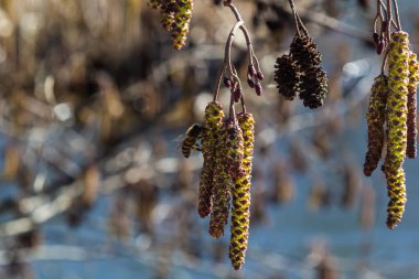 Siyah alnus glutinosa 'nın erkek catkins ve dişi kırmızı çiçekli küçük bir dalı. İlkbaharda çiçek açan kızılağaç. Güzel doğal arka plan. Temiz küpeler ve bulanık arka plan..