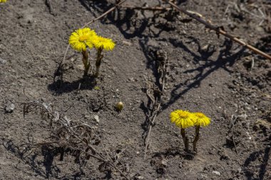 Tussilago farfara, papatya familyasından Asteraceae familyasına ait bir bitki türü. Güneşli bir bahar gününde bir bitkinin çiçekleri.