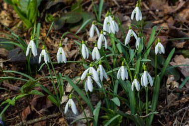 Beyaz kardelen çiçekleri kapanıyor. Galanthus çiçekleri, baharın başlarında, yeşil arka planda güneş tarafından aydınlatılan bulanık bir çiçek. Amaryllidaceae familyasındaki Galanthus nivalis ampul, daimi bitkisi..