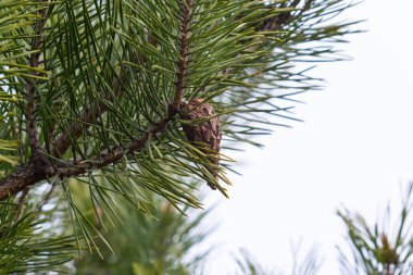 Geçen yılın kahverengi kozalakları mavi bir bahar gökyüzüne karşı bir çam dalında. Seçici odaklanma. Çam dalında uzun, lüks bir iğne. Tasarım için doğa konsepti. Arkaplan olarak doku.