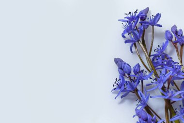 Çiçek tasarımı - Scilla bifolia çiçekli iki yapraklı squill veya alp squill beyaz arka planda izole edilmiş alp squill yazı için boşluk. Bahar dekorasyonu.