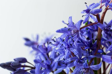 Çiçek tasarımı - Scilla bifolia çiçekli iki yapraklı squill veya alp squill beyaz arka planda izole edilmiş alp squill yazı için boşluk. Bahar dekorasyonu.