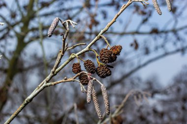 Siyah alnus glutinosa 'nın erkek catkins ve dişi kırmızı çiçekli küçük bir dalı. İlkbaharda çiçek açan kızılağaç. Güzel doğal arka plan. Temiz küpeler ve bulanık arka plan..