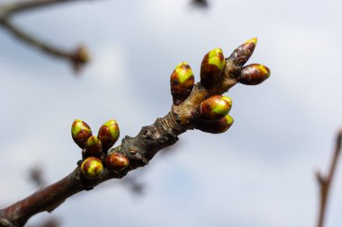 Bahar başında bir ağaç dalında tomurcuklanan tomurcuklar. Baharın başlarında, arka planda bulanık bir dal. İlk bahar yeşillikleri.