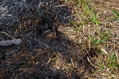 Orman zemininde çimenler ve küllerle yanmış orman yangını. Baharda yanan otlar ciddi bir çevresel sorundur..
