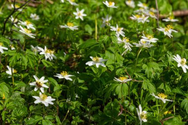 Bahar ormanındaki bir sürü yabani çiçek. Çiçekli güzellik, doğa, doğal. Güneşli bir yaz günü, parkta yeşil çimenler. Anemonoides nemorosa.