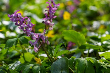 Corydalis. Corydalis Soda. İlkbaharda açan mor çiçek ormanı. İlk bahar çiçeği, mor. Vahşi Corydalis doğada.