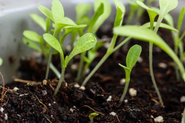 Toprakta filizlenen genç bitkilerin en üst görüntüsü. Tohumlar açık alana ekilmeden önce hazırlanır. Karanlık bir arka planda taze filizler.