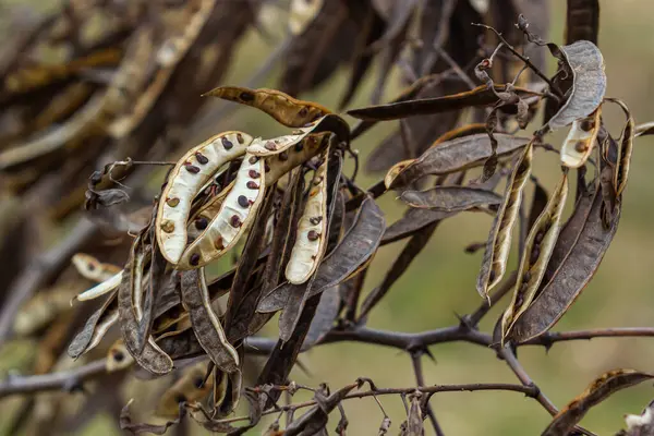 Black locust seeds hanging and dry so that the black seed fall out. Black locust seed pods.