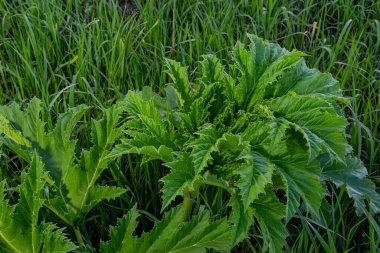 Heracleum sosnovskyi büyük zehirli bitki çiçek açıyor. İlaç fabrikası Hogweed Heracleum sphondylium.