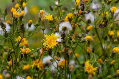 Rough Hawksbeard Crepis biennis plant blooming in a meadow.