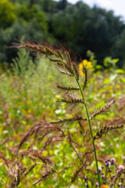 Tarlada, tarımsal ekinler arasındaki yabani otlar büyüdükçe Echinochloa crus-galli.