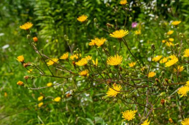 Rough Hawksbeard Crepis biennis plant blooming in a meadow.