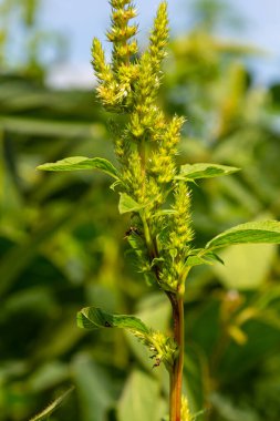 Çiçekteki yeşil Amaranthus melezi. Amaranthaceae familyasından bitkiler istilacı bir ot olarak yetişir..