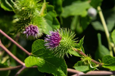 Arctium lappa - Genç burdock yazın başında ayrılıyor.