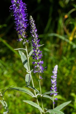 Çiçekli Veronica Spicata Ulster Cüce Mavi Çiçeği.