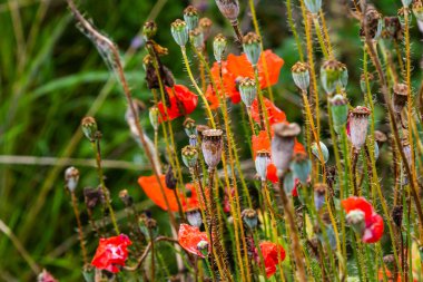 Mısır haşhaş çiçeğinin tohumlarının yakın çekimi, bej renkli sahte arkaplanlı seçici odak - Papaver rhoeas .