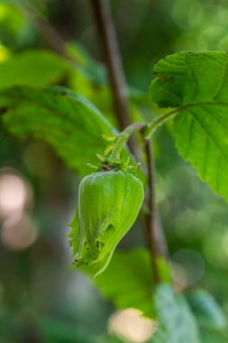Genç fındık, yeşil fındık, ağaçta yetişir..