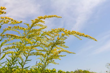 Sonbaharda Solidago Altissima 'nın yabani çiçekleri.