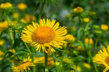 Yazın, vahşi şifalı bitki Inula vahşi doğada çiçek açar..