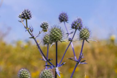Eryngium Planum veya Mavi Deniz Holly çayırda çiçek yetiştiriyor. Vahşi Bitkiler.