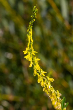 Tatlı yonca Melilotus officinalis, önemli bir şifalı bitkidir ve beyaz ya da sarı çiçekleri vardır..