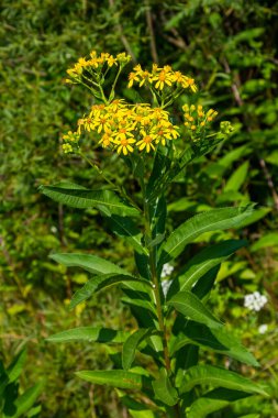 Senecio hydrophilus Nutt. Vahşi sarı çiçekler, çiçek açan otlar yaz bahçesinde..