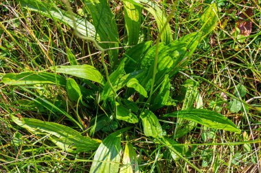 Ribwort plantain Plantago lanceolata. Bahçedeki şifalı bitkiler.